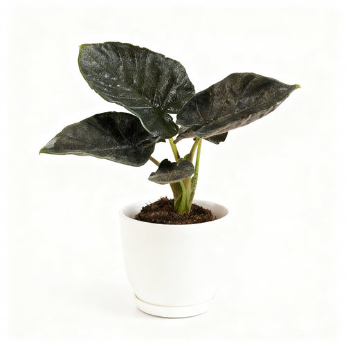 Alocasia Antoro Velvet