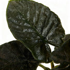 Alocasia Antoro Velvet