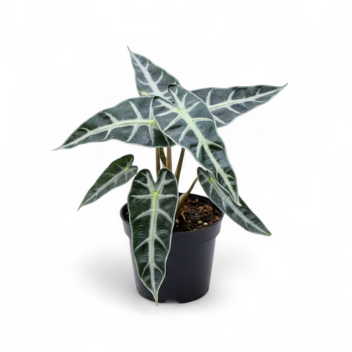 Potted plant with dark green leaves on a white background