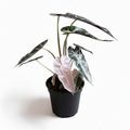 Potted Alocasia Bambino Pink Variegated plant with green and pink leaves on a white background