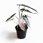Potted Alocasia Bambino Pink Variegated plant with green and pink leaves on a white background