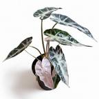 Small potted Alocasia Bambino Pink Variegated plant with heart-shaped leaves on a white background