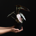 Person holding a potted Alocasia Bambino Pink Variegated plant against a black background