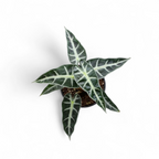 Potted plant with green leaves on a white background