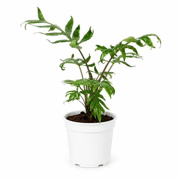 Alocasia Brancifolia