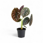 Potted plant with large, variegated leaves on a white background