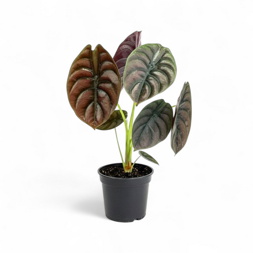 Potted plant with large, variegated leaves on a white background