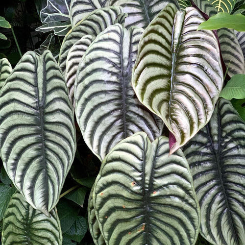 Alocasia Cuprea - Alocasia | Soiled