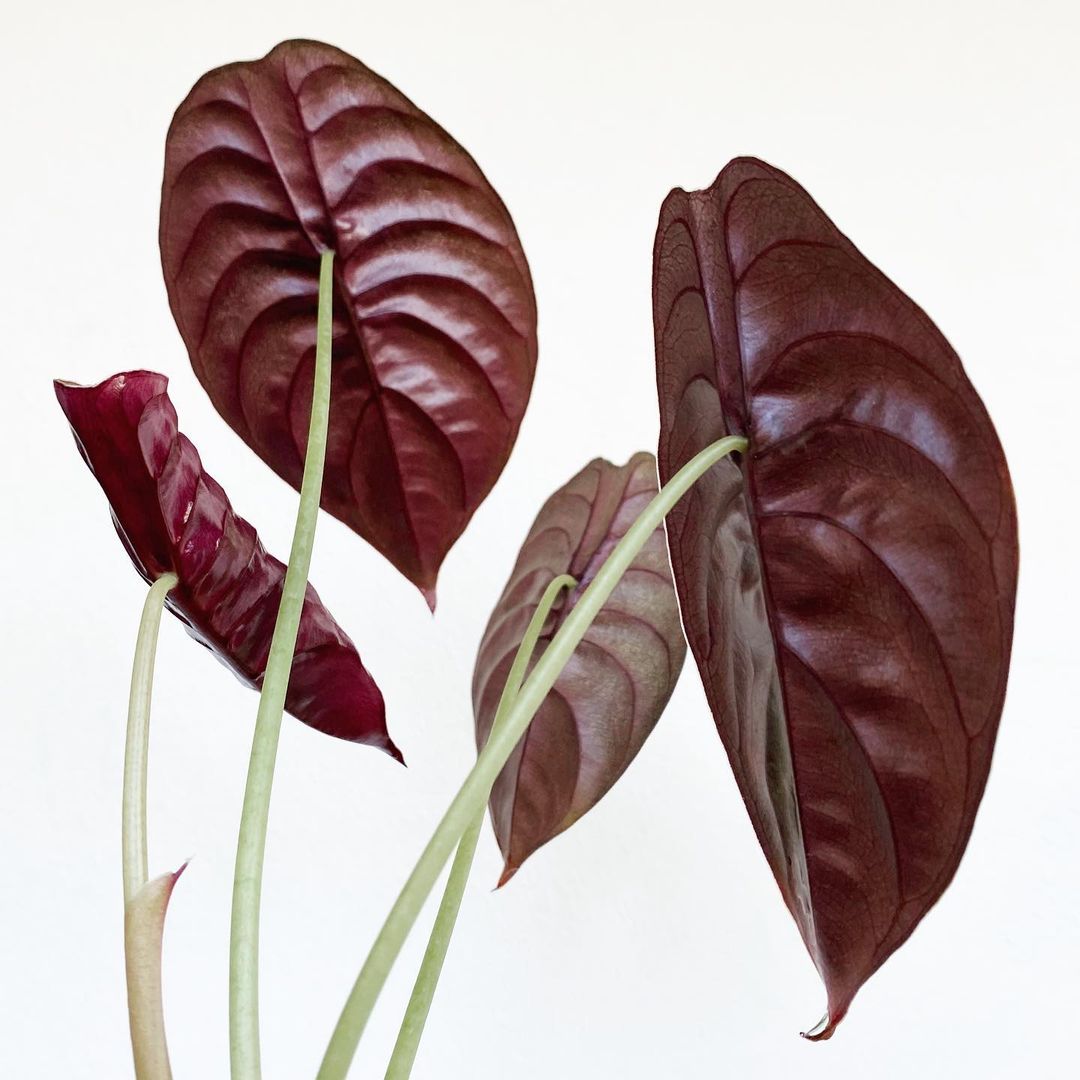 Alocasia Cuprea - Alocasia | Soiled