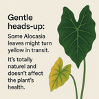 Alocasia Mickey Mouse - Alocasia | Soiled