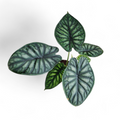 Alocasia Dragon Scale - Alocasia - Soiled