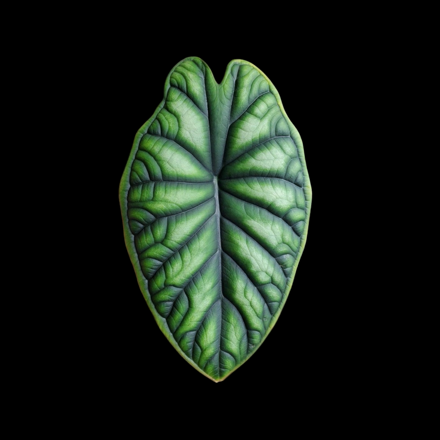 Alocasia Dragon Scale - Alocasia - Soiled