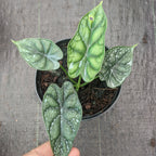 Alocasia Dragon Scale - Alocasia - Soiled