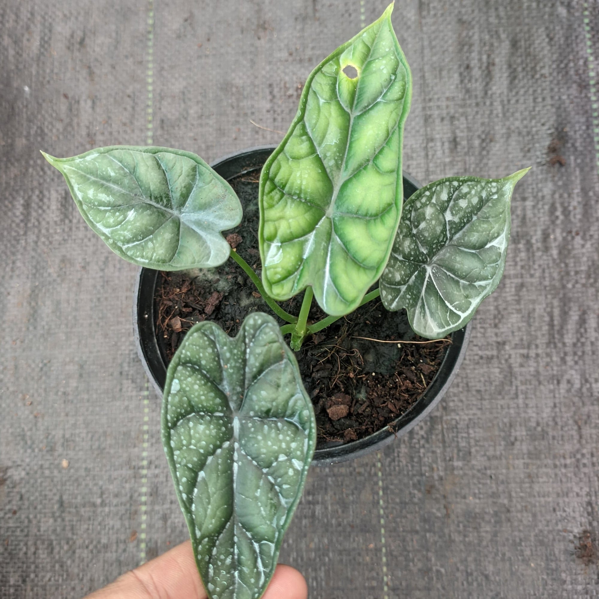Alocasia Dragon Scale - Alocasia - Soiled