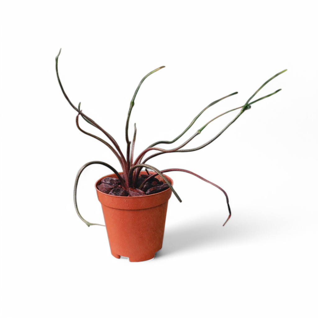 soiled-india-s-no-1-destination-for-exotic-rare-plants