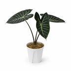 Alocasia Grandis