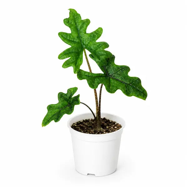 Alocasia Jacklyn