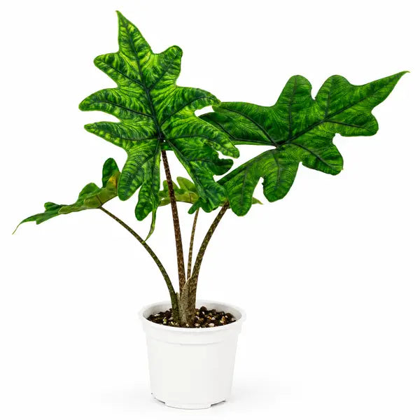 Alocasia Jacklyn2