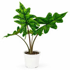 Alocasia Jacklyn2