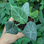 Alocasia Maharani