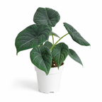 Alocasia Maharani