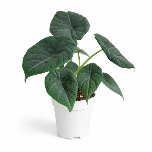 Alocasia Maharani