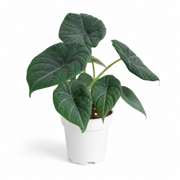 Alocasia Maharani