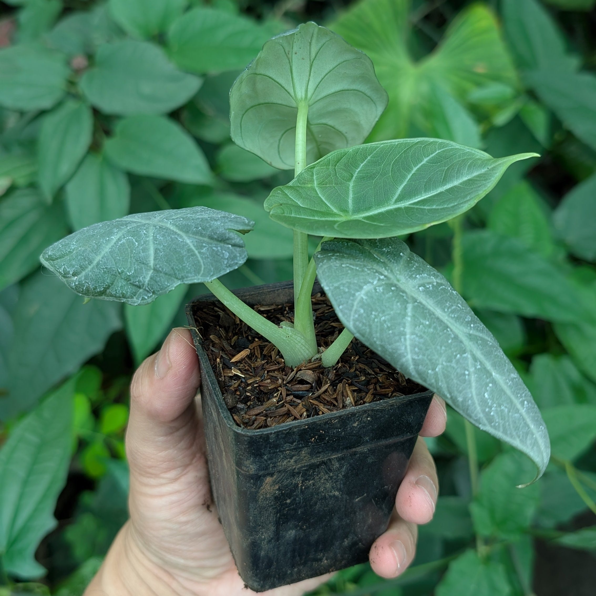 Alocasia Maharani side