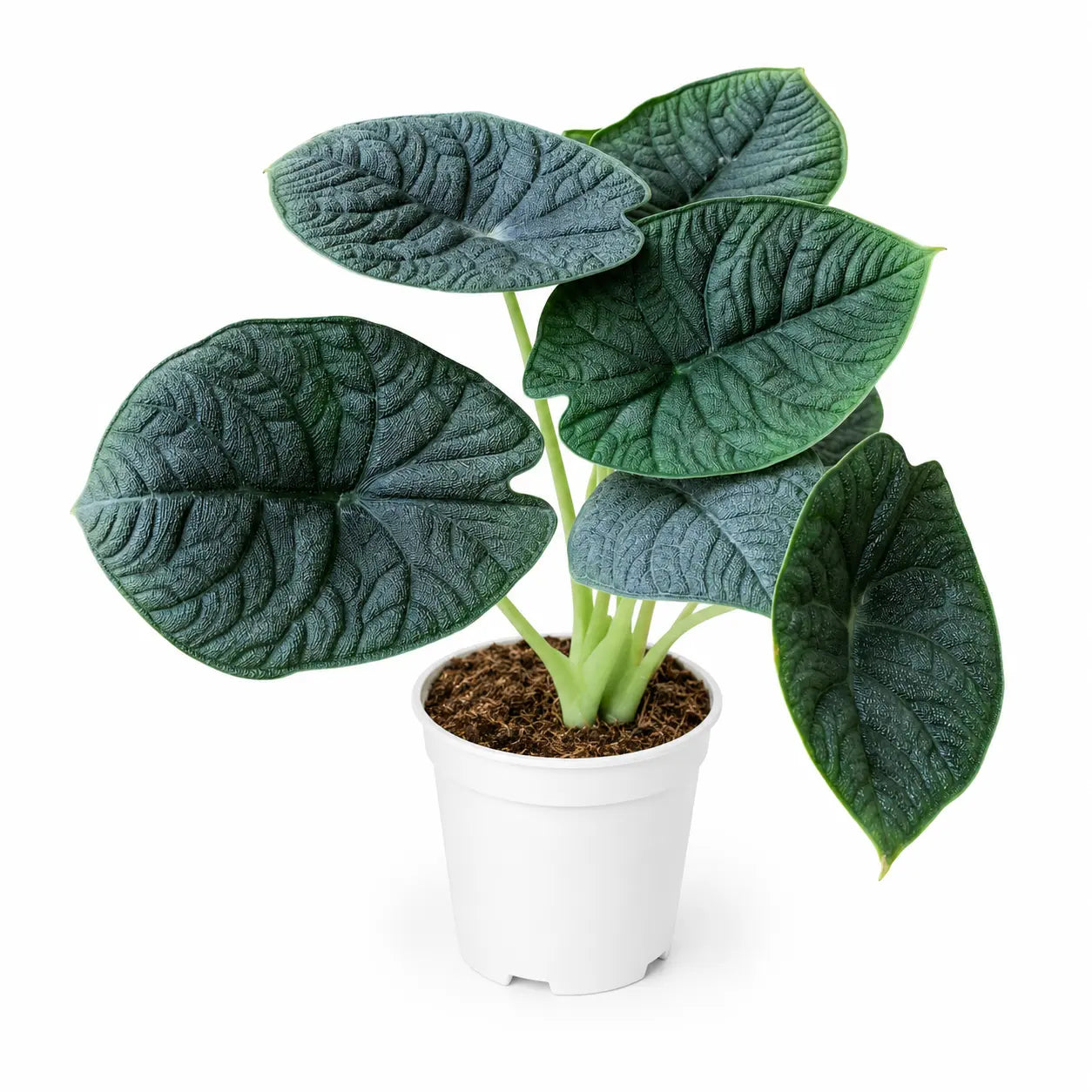 Alocasia Melo