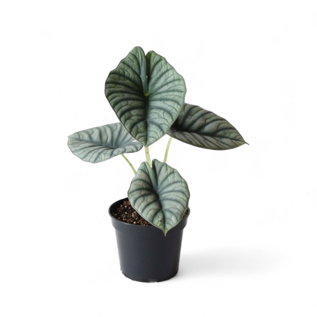 Potted plant with green leaves on a white background