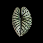 Alocasia Nebula - Alocasia - Soiled