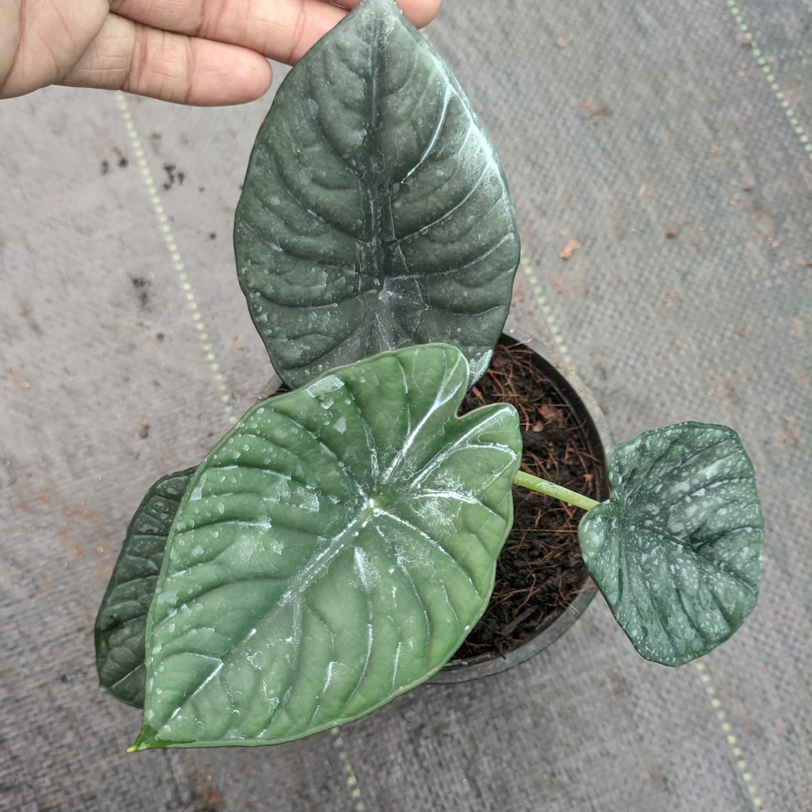 Alocasia Nebula - Alocasia - Soiled