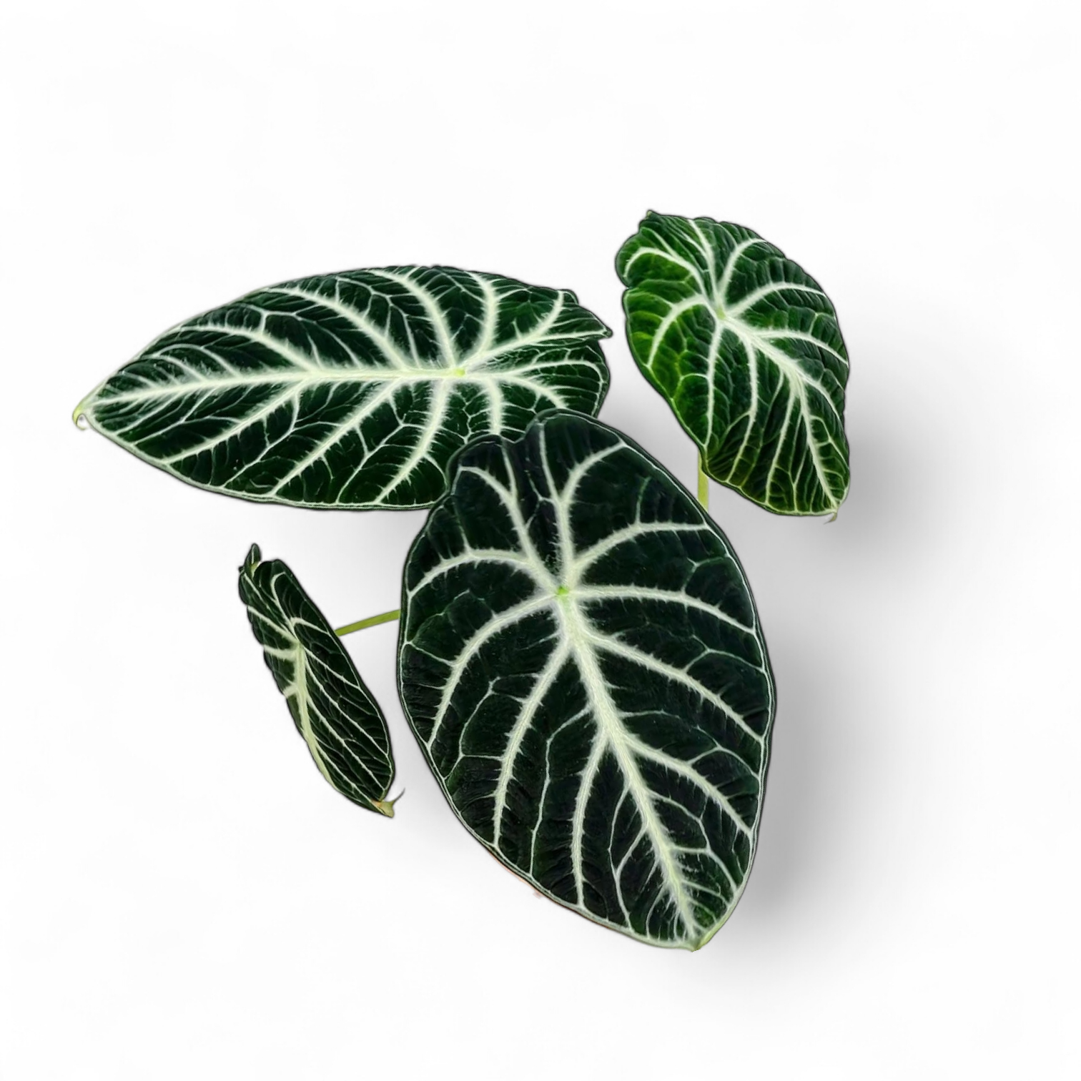 Alocasia Ninja - Alocasia - Soiled