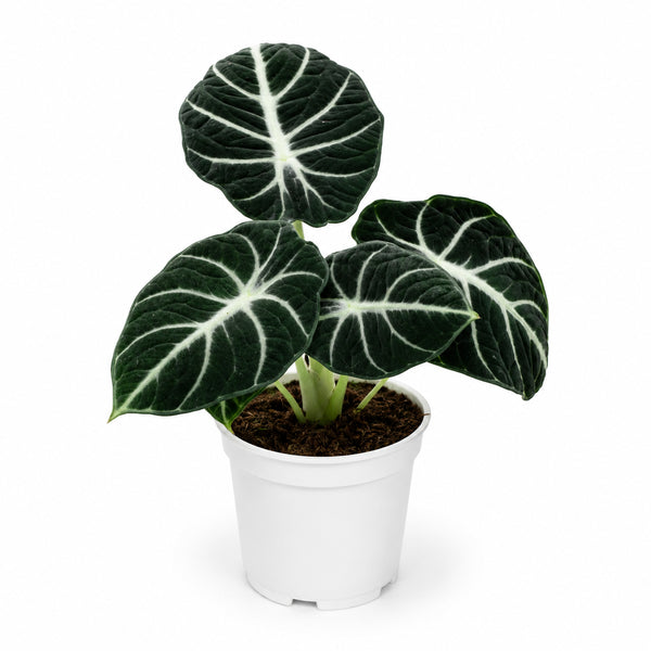 Alocasia Ninja