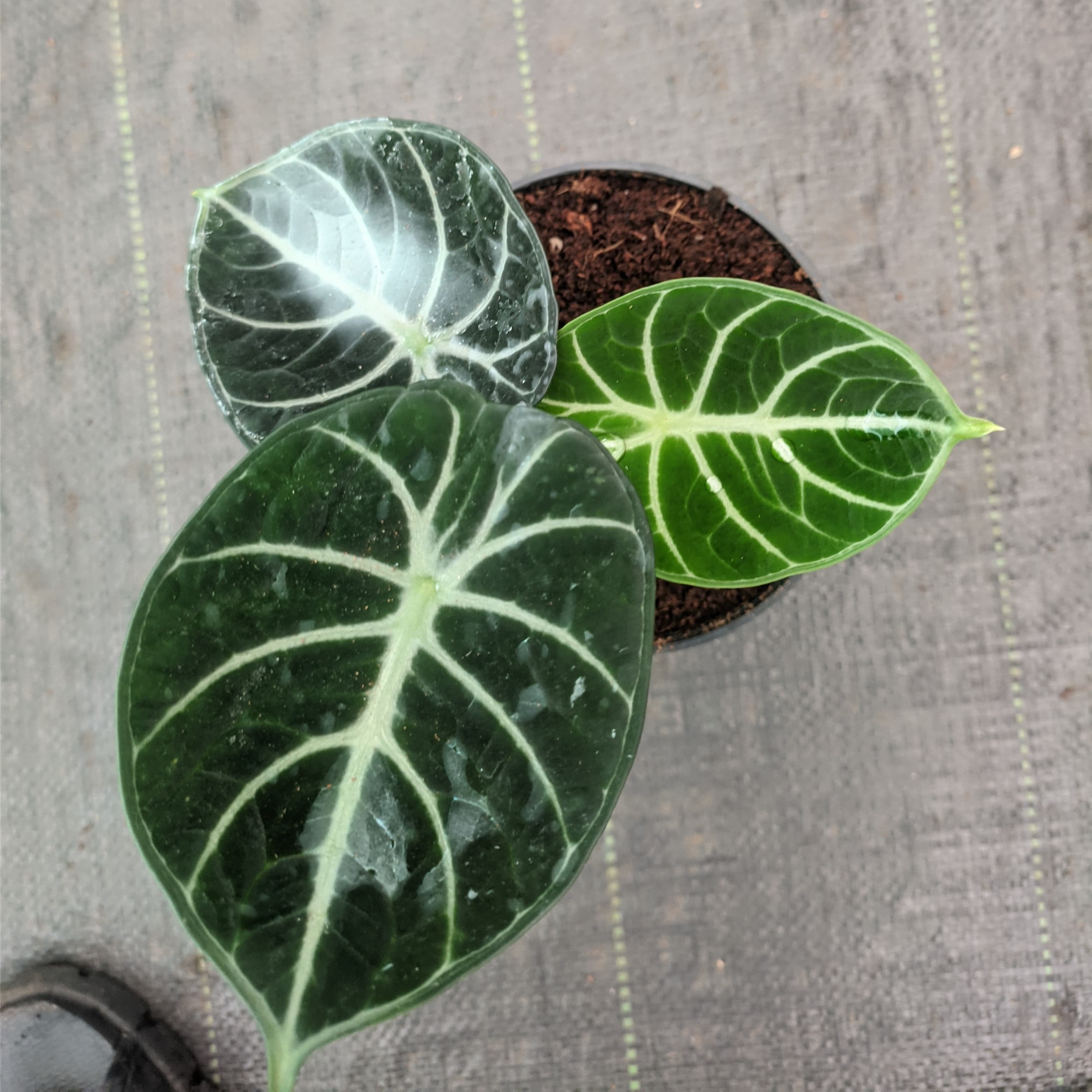 Alocasia Ninja - Alocasia - Soiled