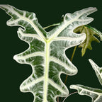 Alocasia Nobilis - Alocasia | Soiled