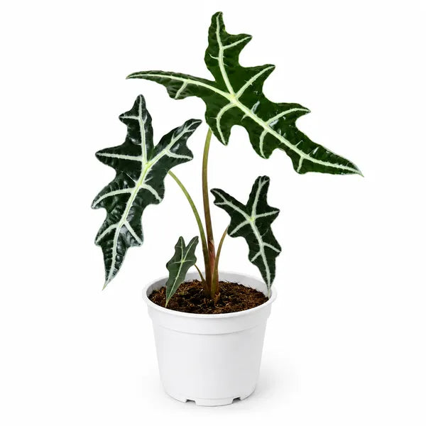 Alocasia Nobilis