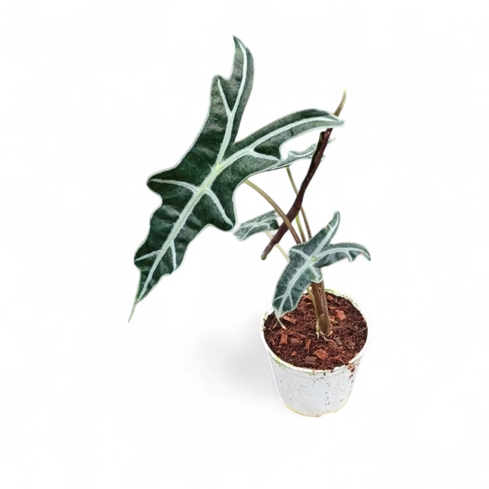 Alocasia Nobilis - Alocasia | Soiled