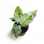 Potted plant with green leaves on a white background