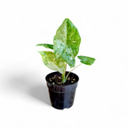 Potted plant with green leaves on a white background