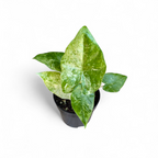 Potted green plant on a white background