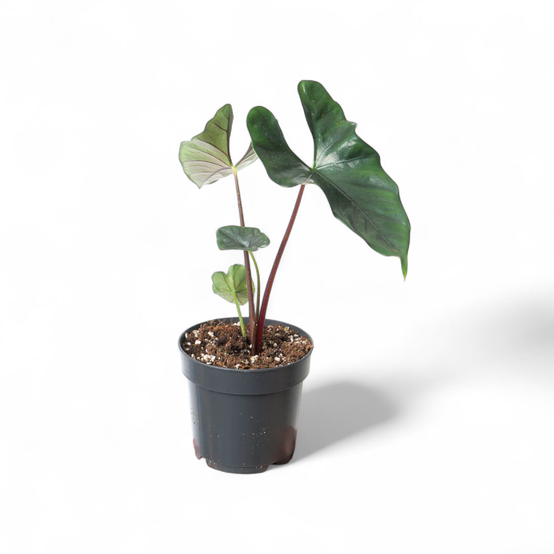 Potted Alocasia Purple Cloak plant with large green leaves on a white background