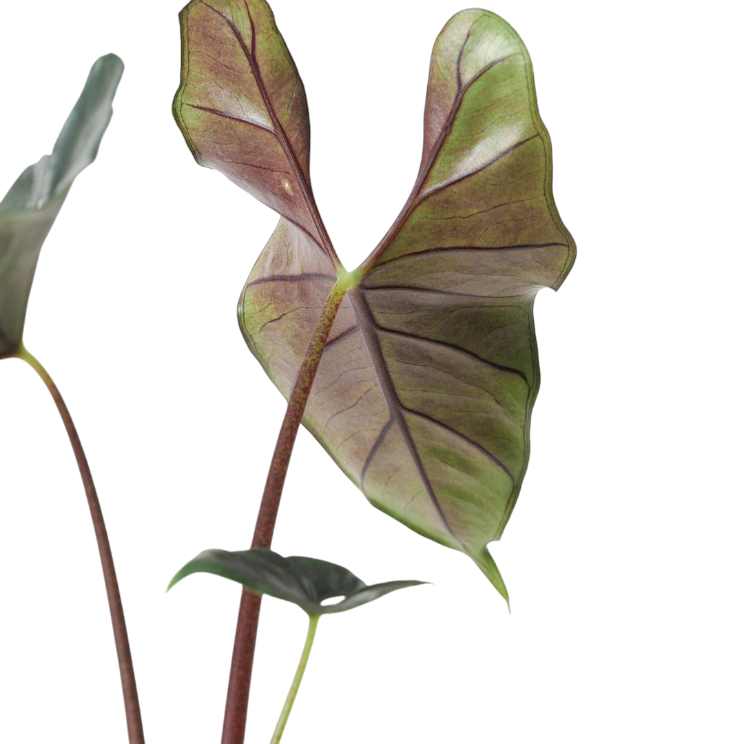 Close-up of a green leaf with brown veins on a white background