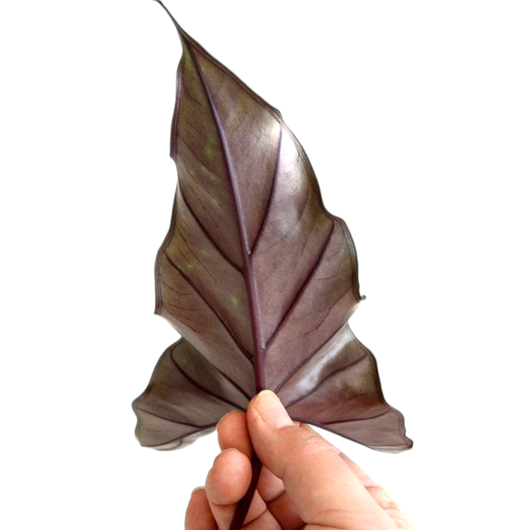 Hand holding a large purple leaf against a white background