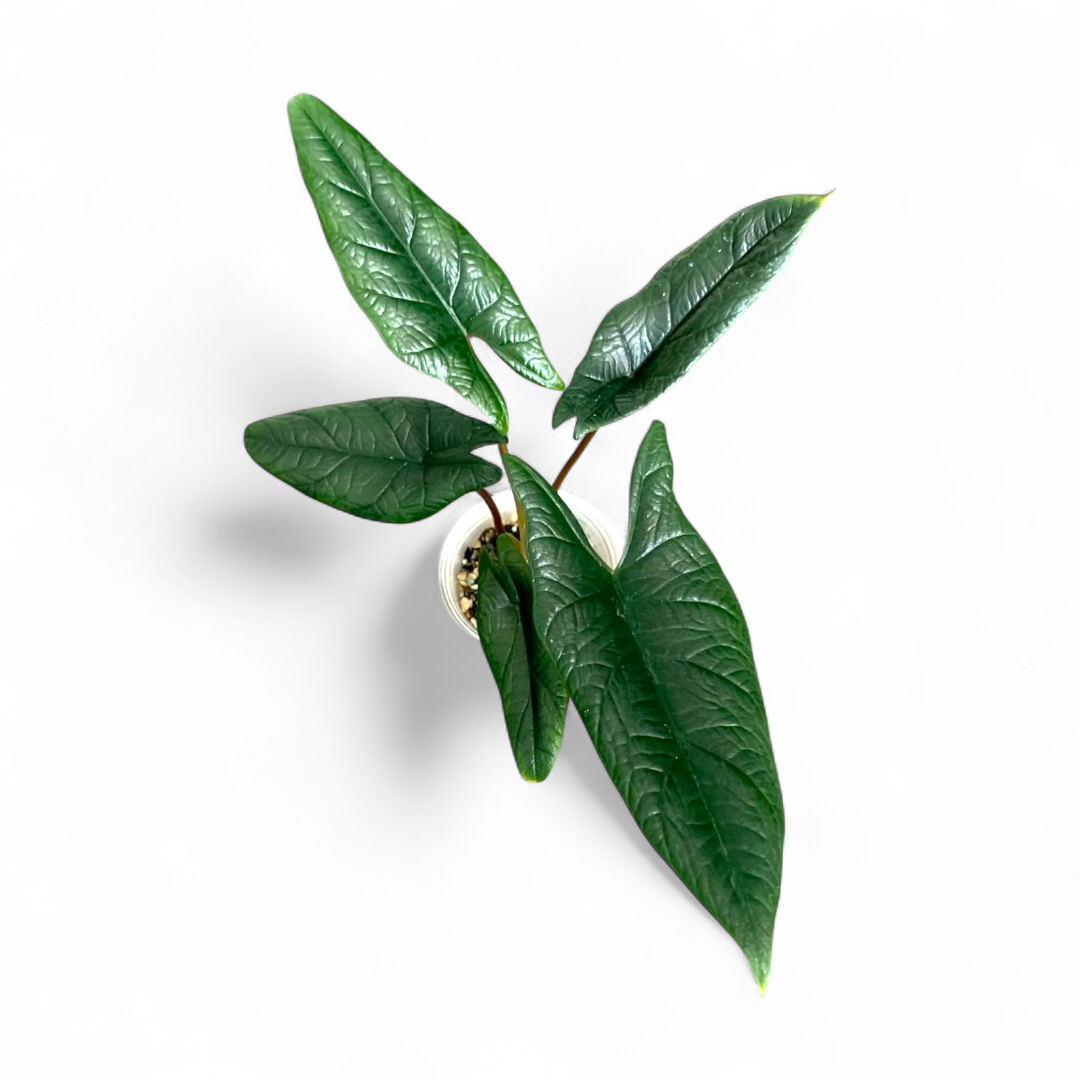 Green leafy Alocasia Scalprum plant on a white background