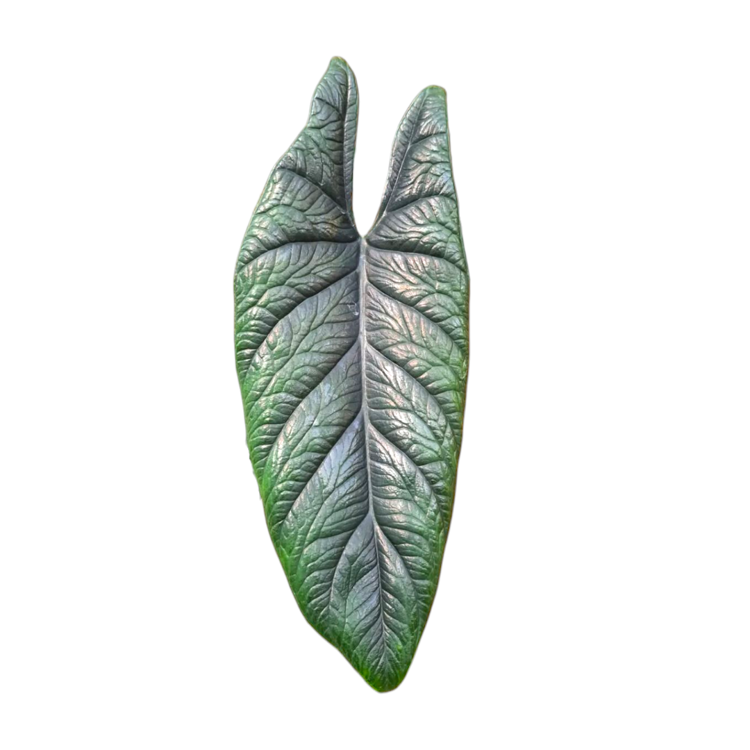 Green leaf-shaped Alocasia Scalprum on a white background