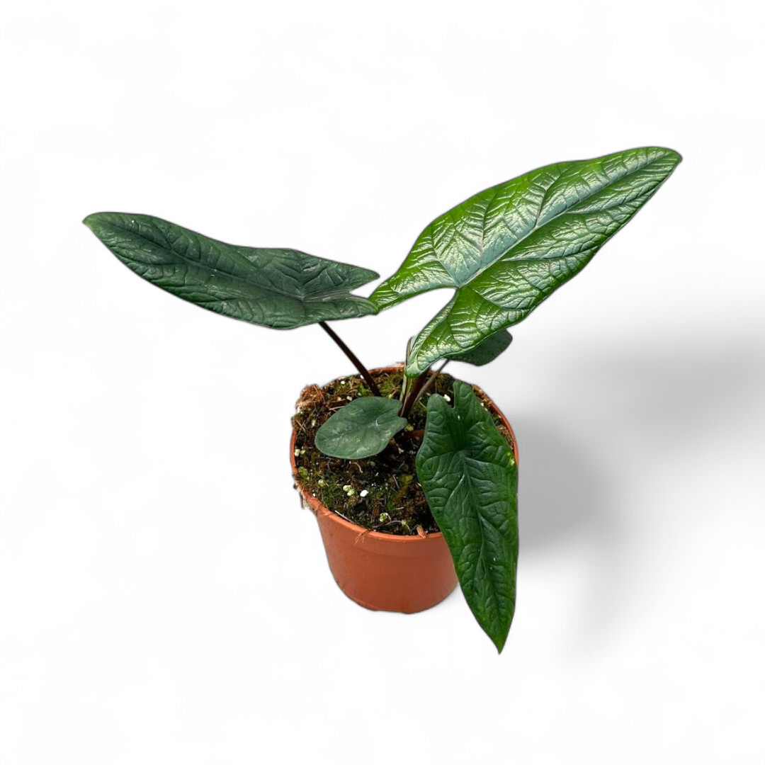 Potted plant with green leaves on a white background