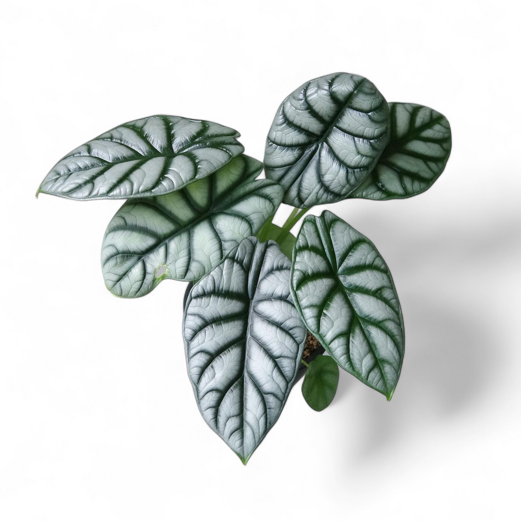 Alocasia Silver Dragon - Alocasia - Soiled