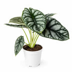 Alocasia Silver Dragon