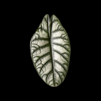 Alocasia Silver Dragon - Alocasia - Soiled